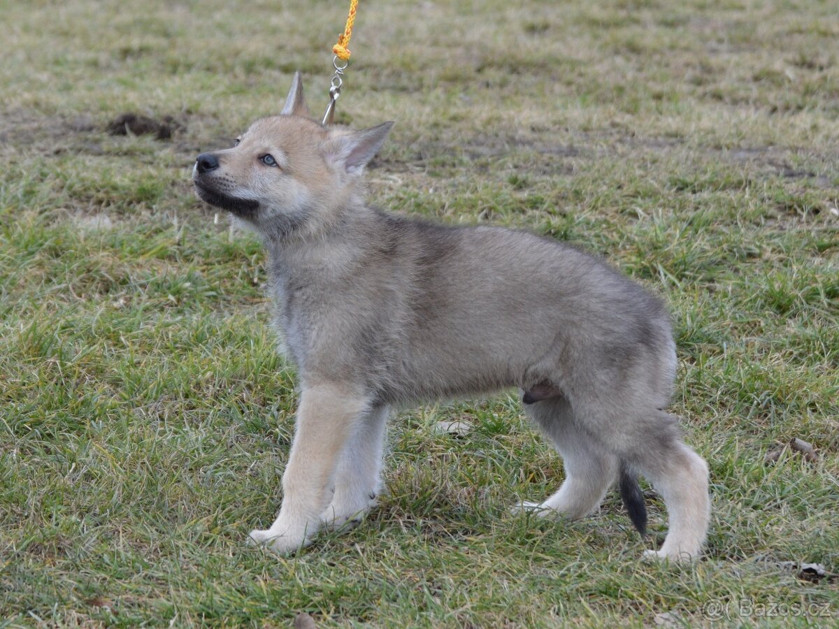 Československý vlčák "od Úhoště" - 6