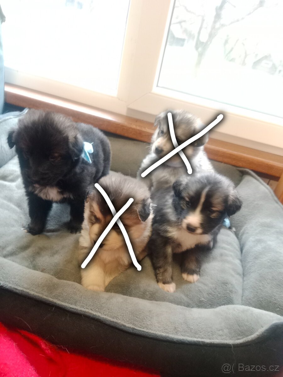 Štěňata - 6