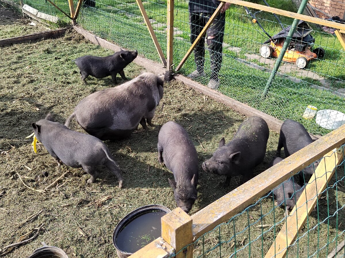 Gottingenské prase, mini prasatko - 6