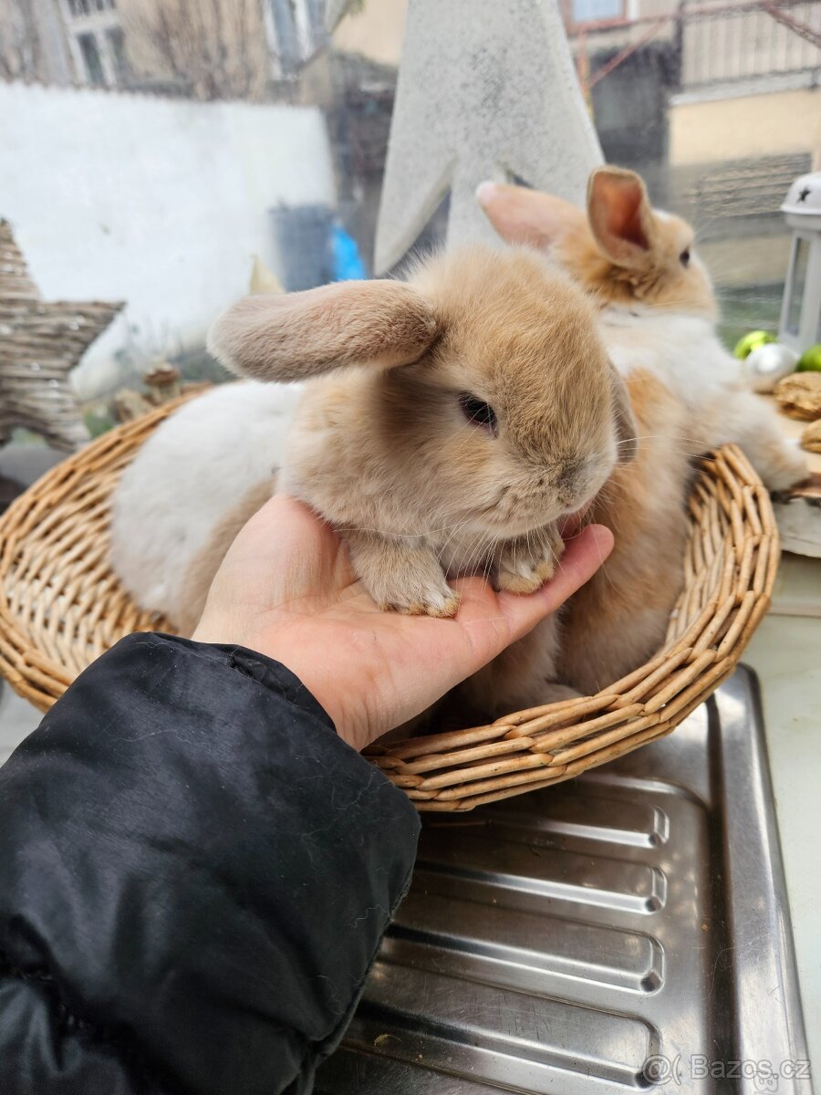 Zakrslý králík - 6