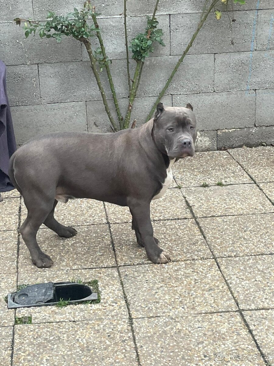 American Bully s PP - 6