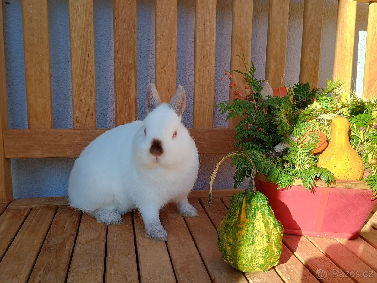 Zakrslá samička mazlíček siam - 6