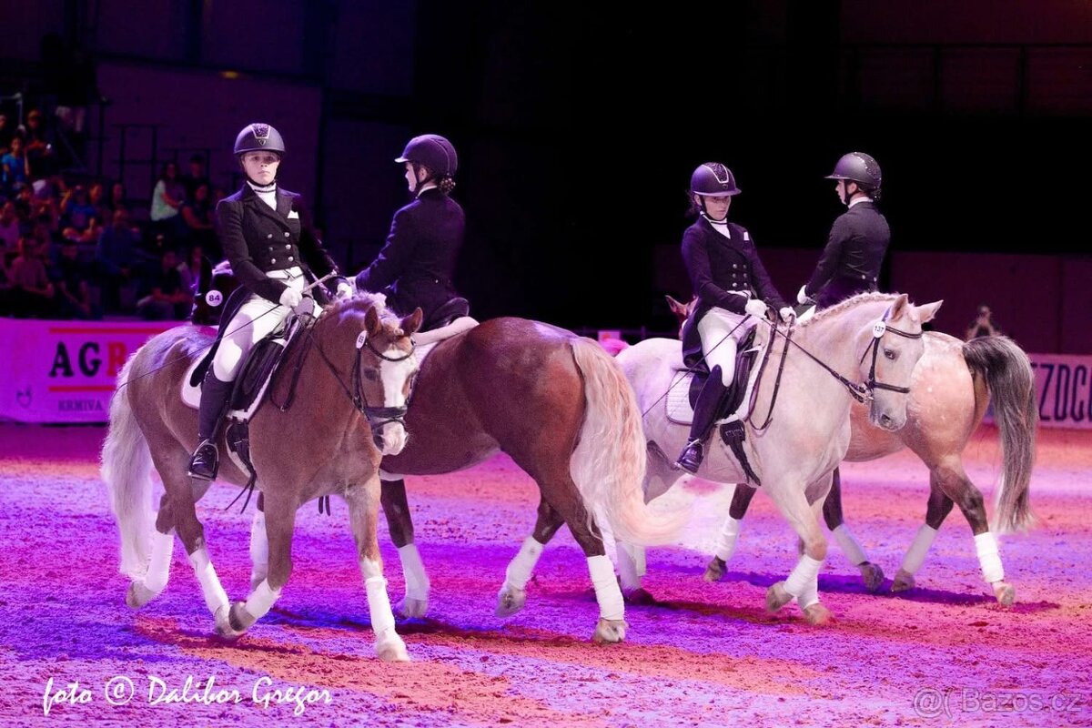 Sepík - stáj, kde se váš talent rozvine naplno - 6