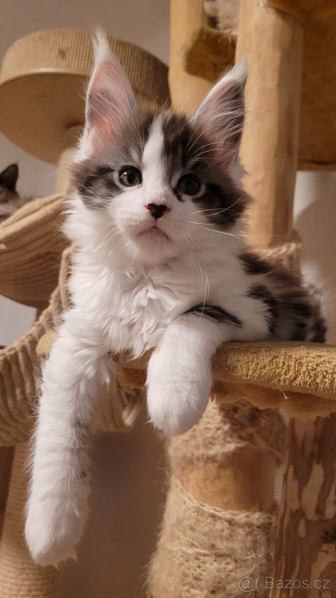 Mainská mývalí koťátka s PP - 6