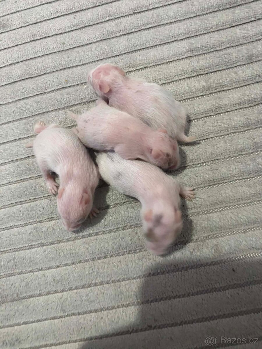 Křeček Syrský nar. 9.2.2026 - 6