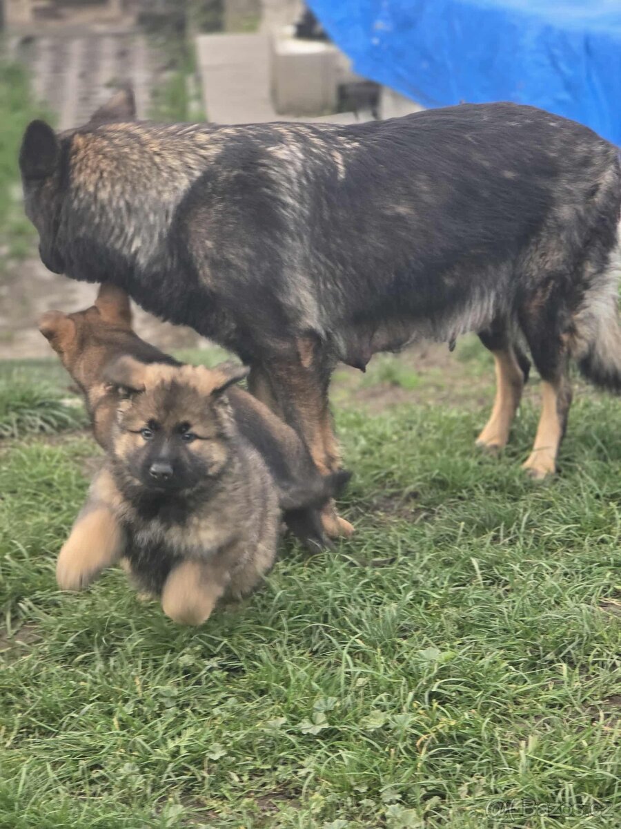 Německý ovčák - 6