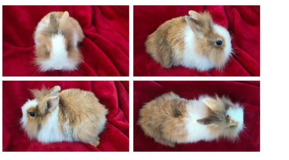 Krásný mini králíček+klec160cm+příslušeny–Vánoční dárek - 6