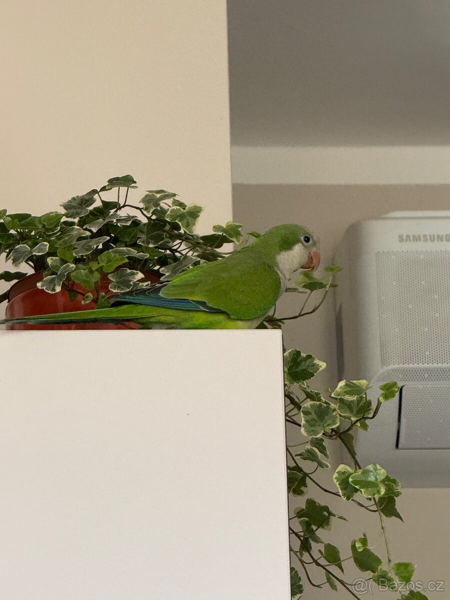 Prodám pár mnišek šedých - 6