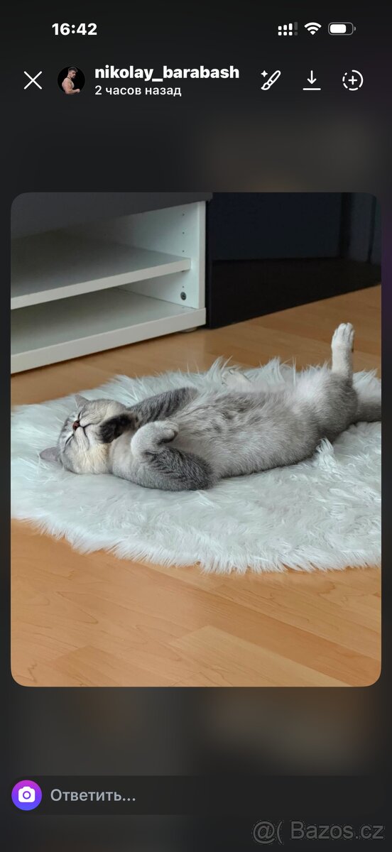 🐾 Prodám britská koťátka 🐾 - 6