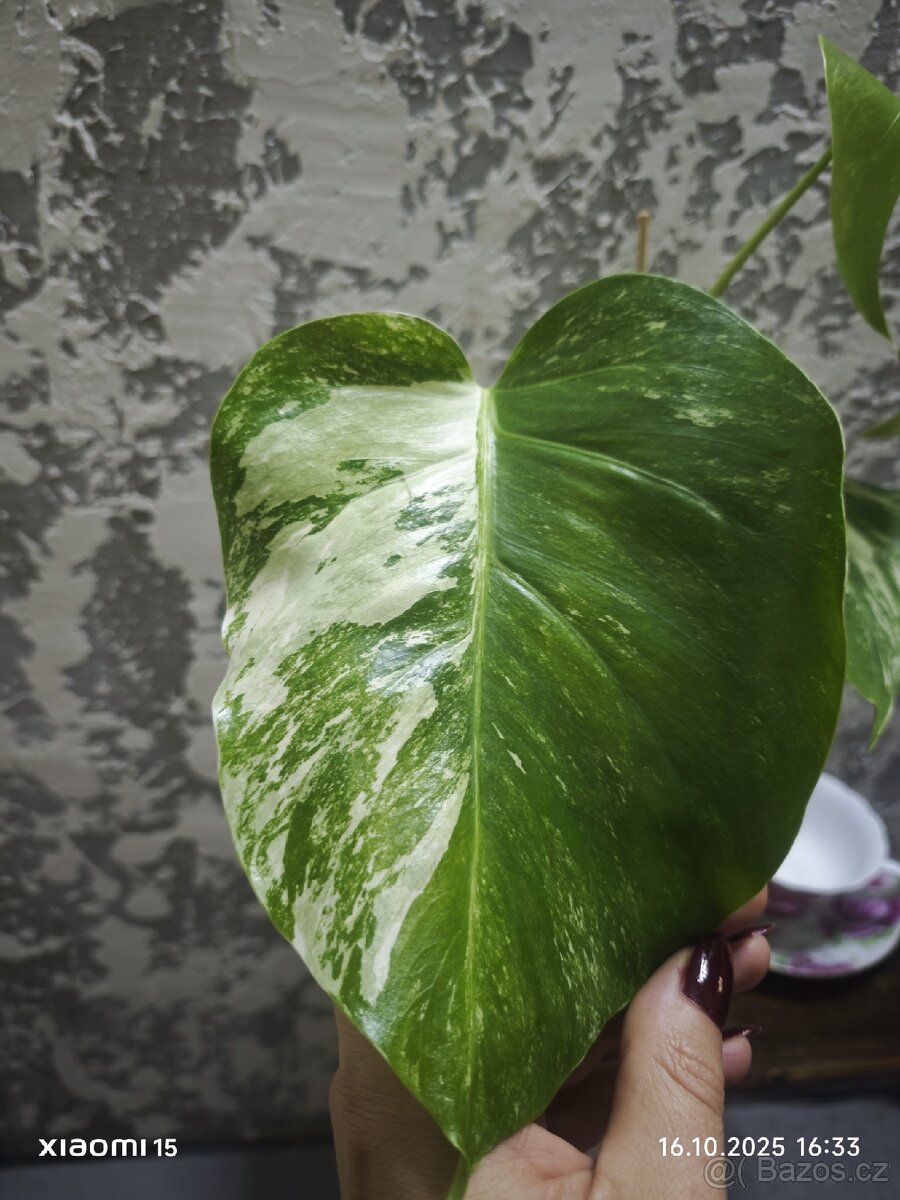 Monstera deliciosa alba - 6