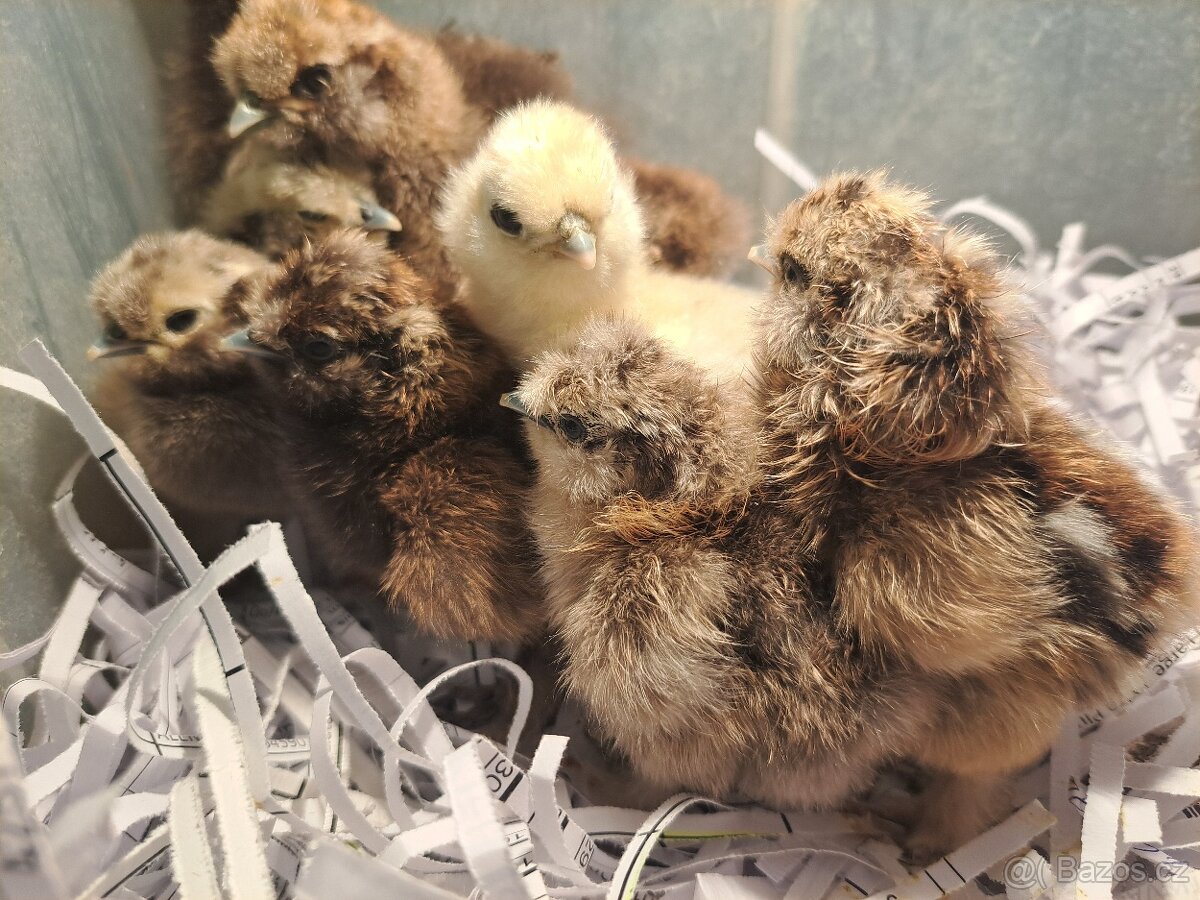Hedvábnička velka vousatá- kuřata - 6