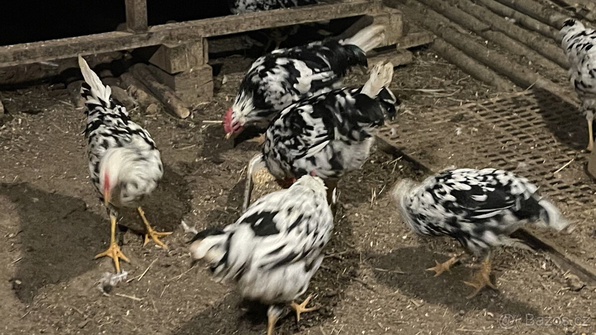 Prodám čisté kohouty vlašky Exchequer - 6