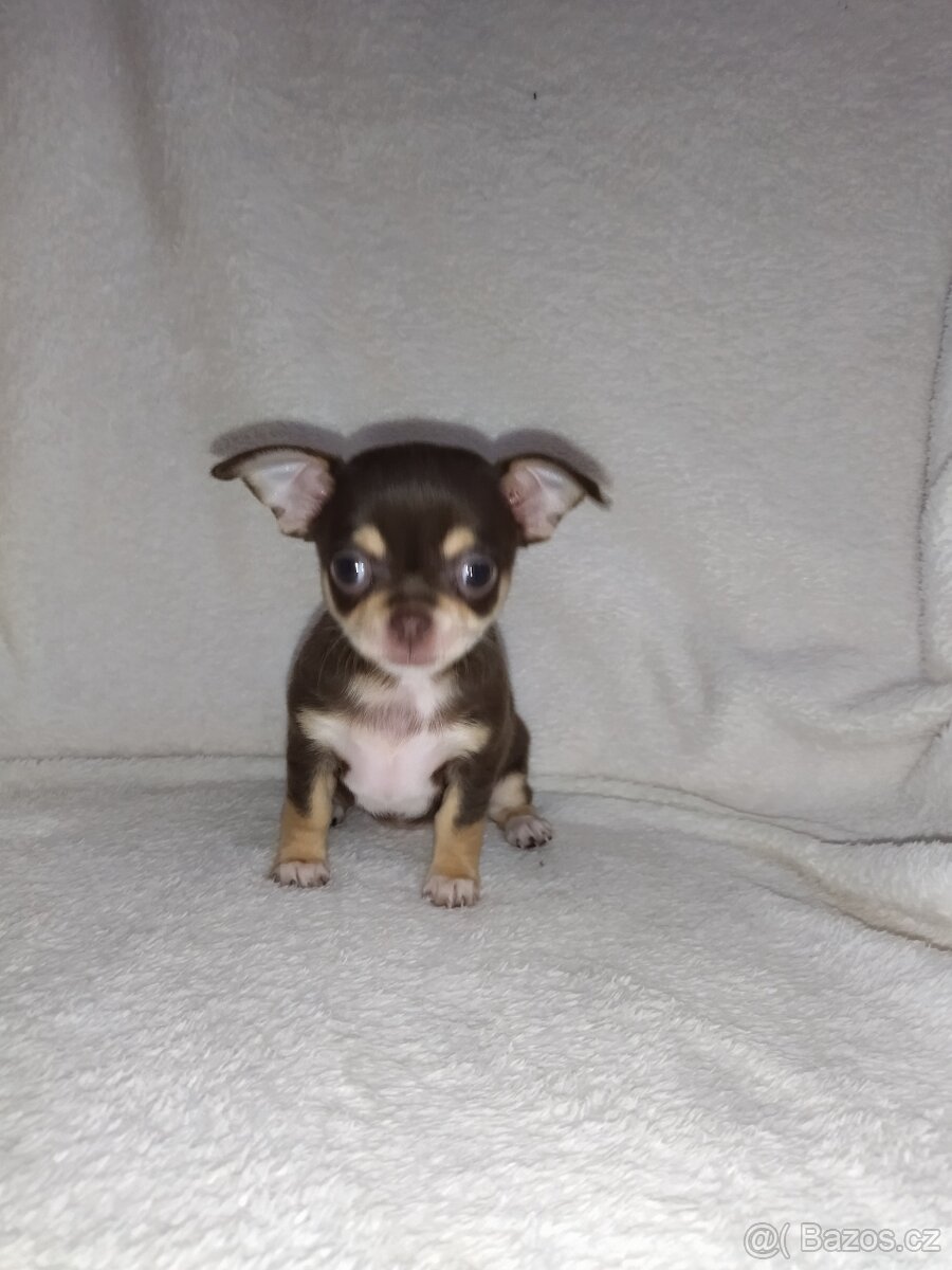 Čivava krátkosrstá -fenka - 6