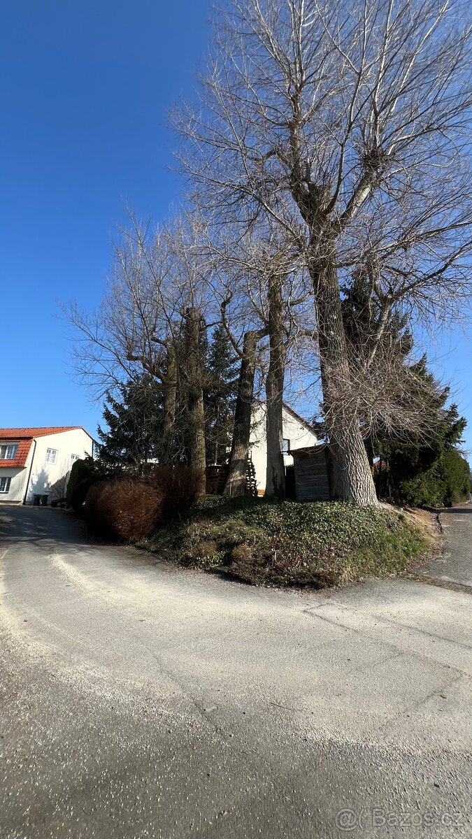 Dřevo - 5 stromů za pokácení a odvoz - 6