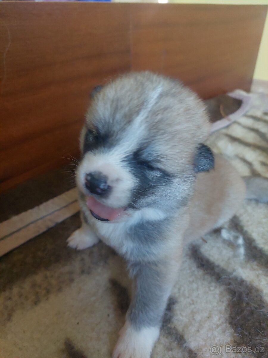 štěně akita inu - 6
