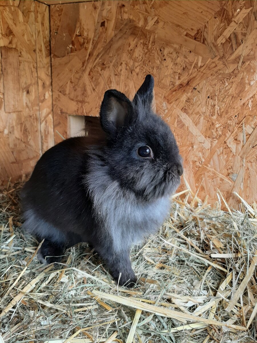 Hlídání zvířat - 6