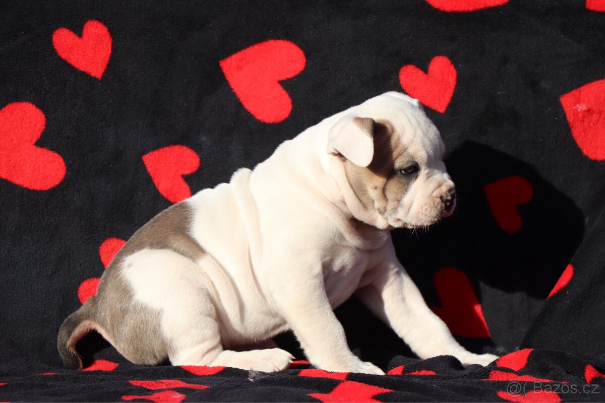 Americký stafordšírský teriér s PP pejsek 2 - 6