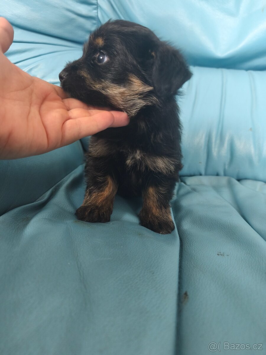 Jorkšírský teriér - 6