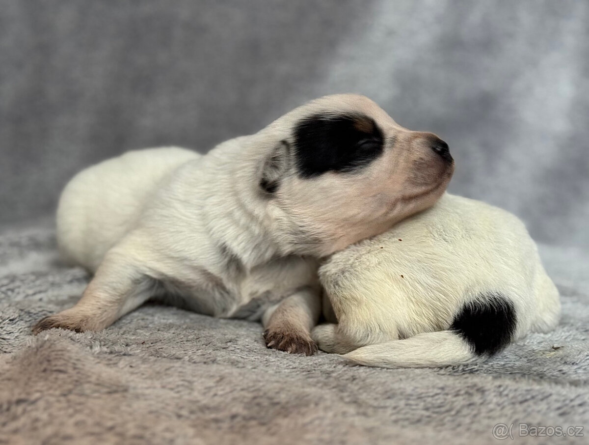 Australský honácký pes s PP - 6