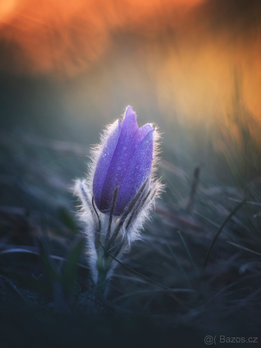 Pentacon 135/2,8 M42 - 6