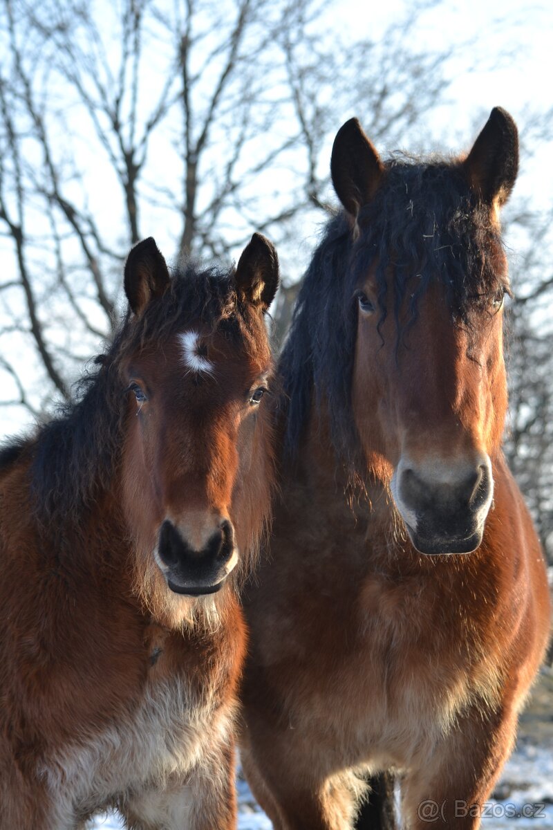 VÝPRODEJ - Belgický chladnokrevník - nar 2024,2025 - 6