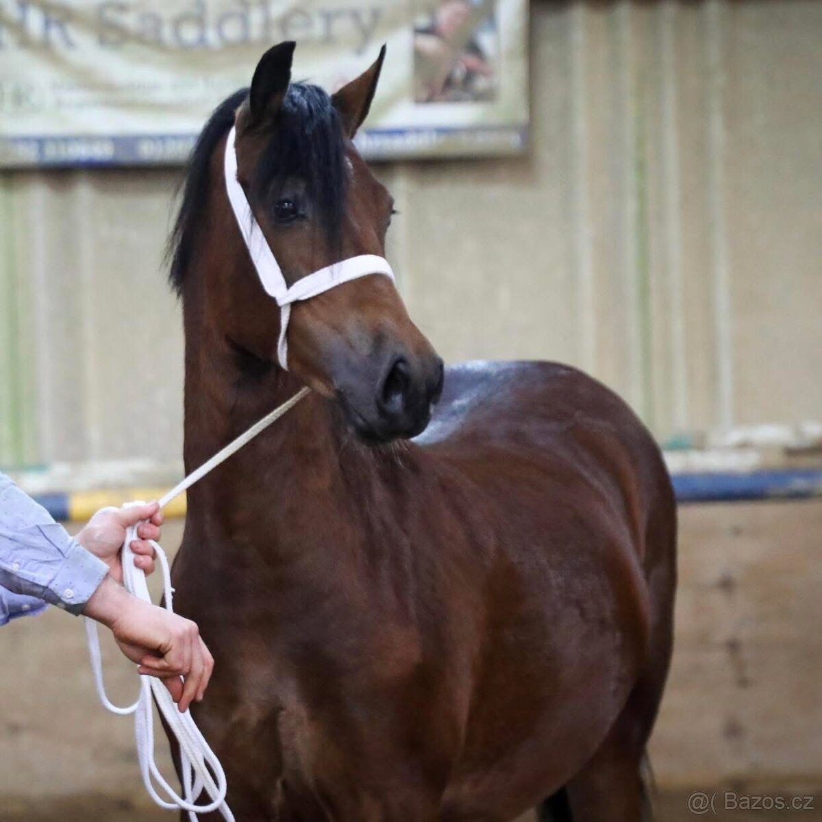 3,5leta klisna welsh cob - 6