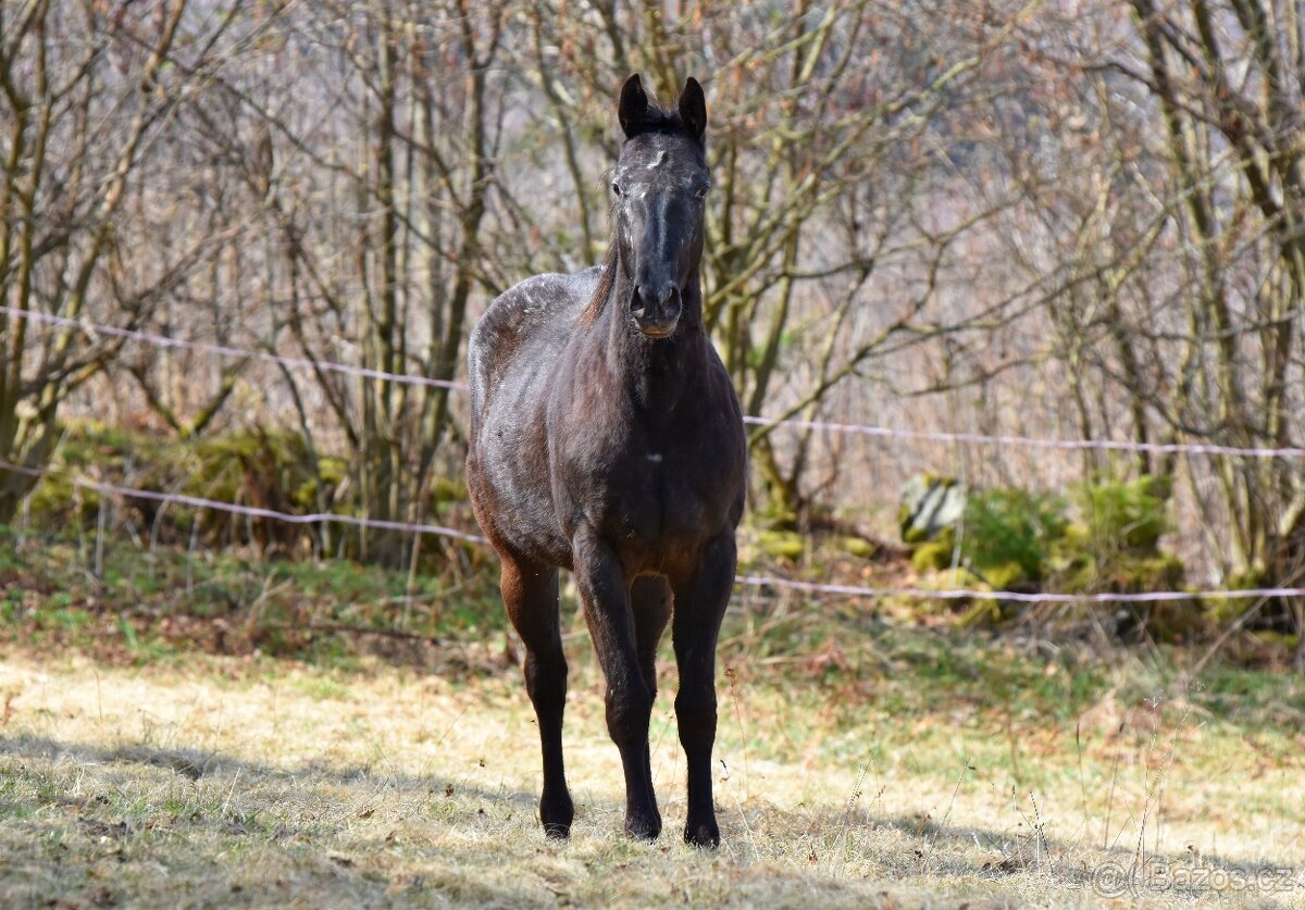 Appa x QH klisna 2,5 roku - 6