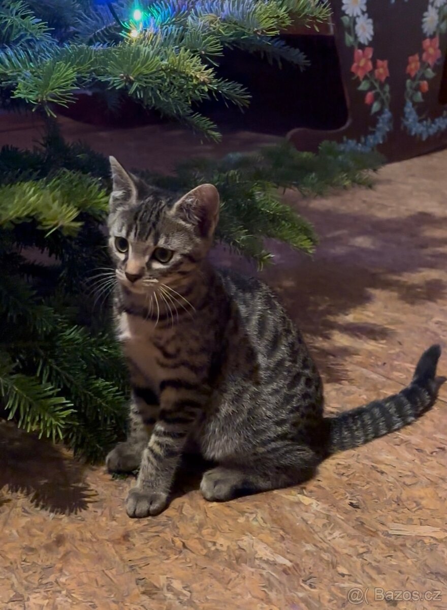 Bengálská X domácí kočička - 6
