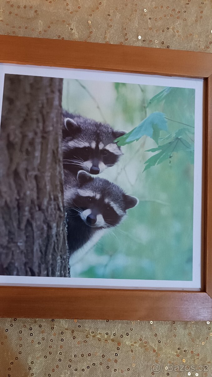 Obrázky v rámu 3ks se zvířaty - 6