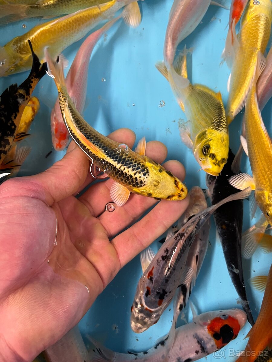 Koi kapři - 6