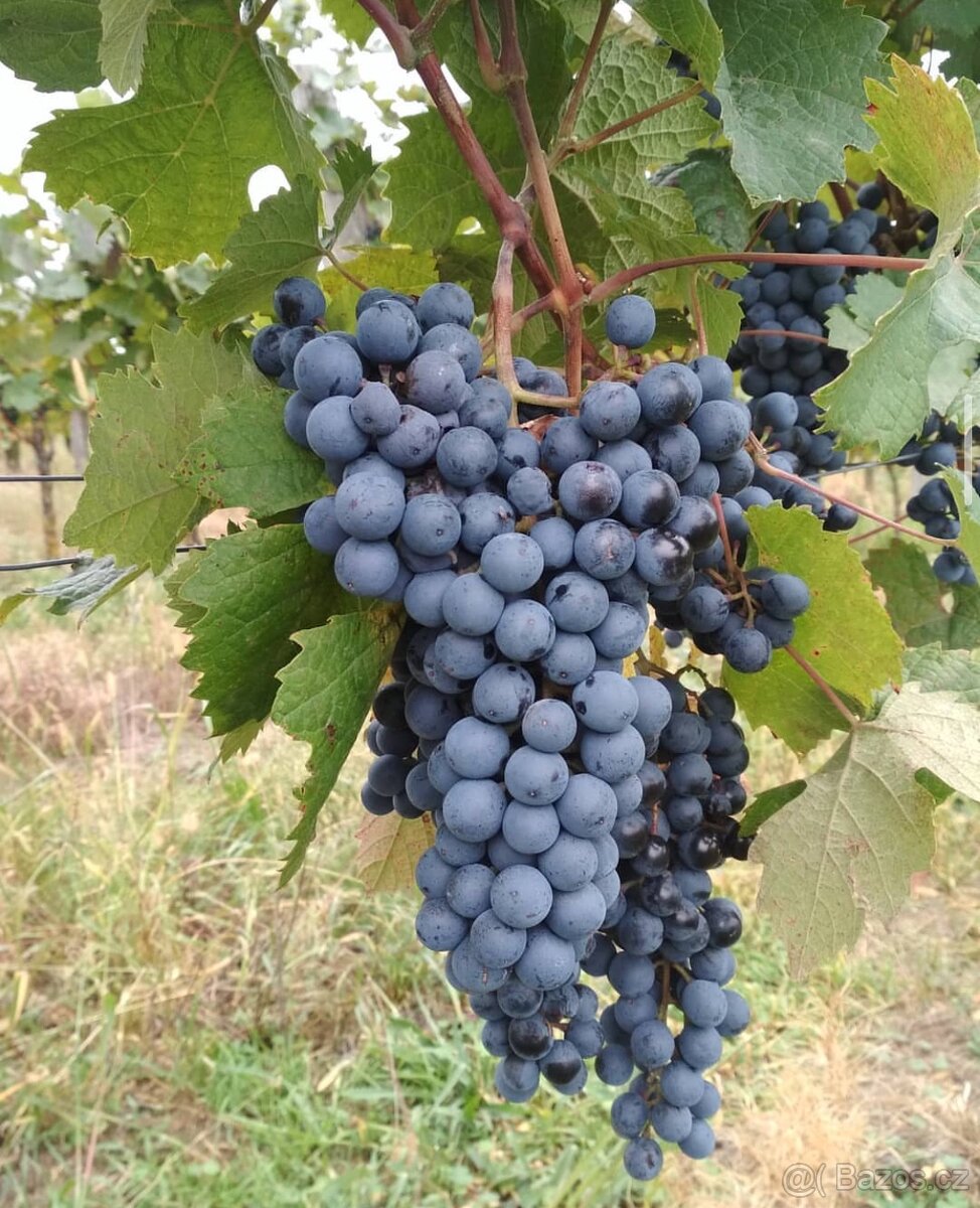 Hrozny bílé, modré - 6