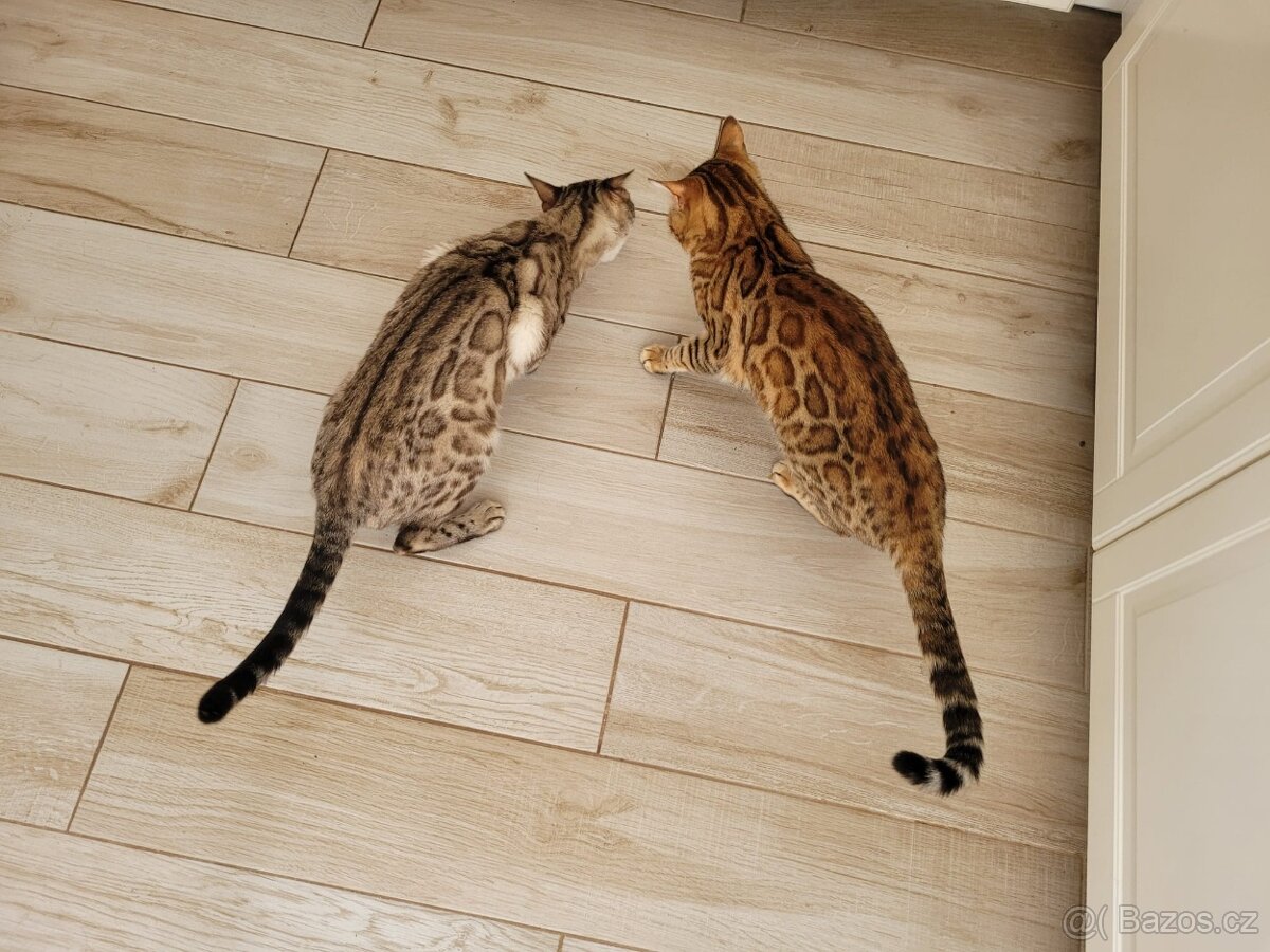 Bengálská kočka s PP - 6