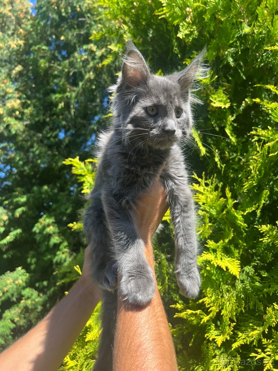 Mainská mývalí - 6