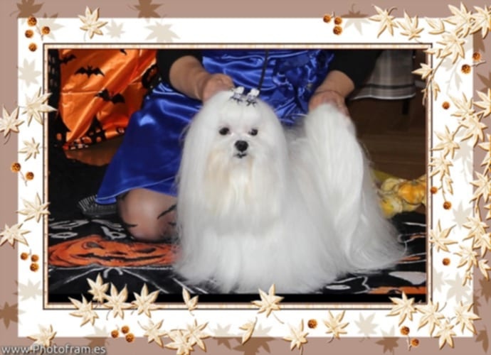 Maltézský psík s PP FCI - 6