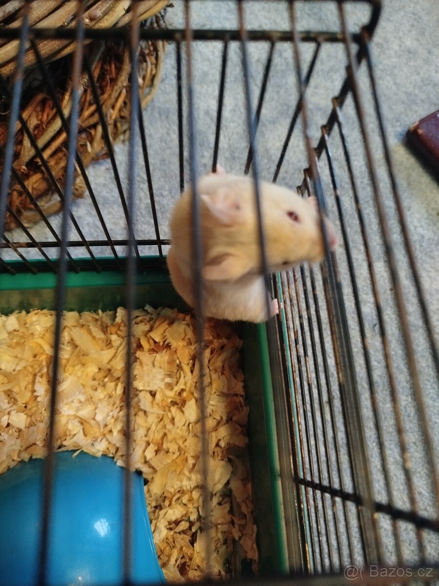 Křeček syrský - 6