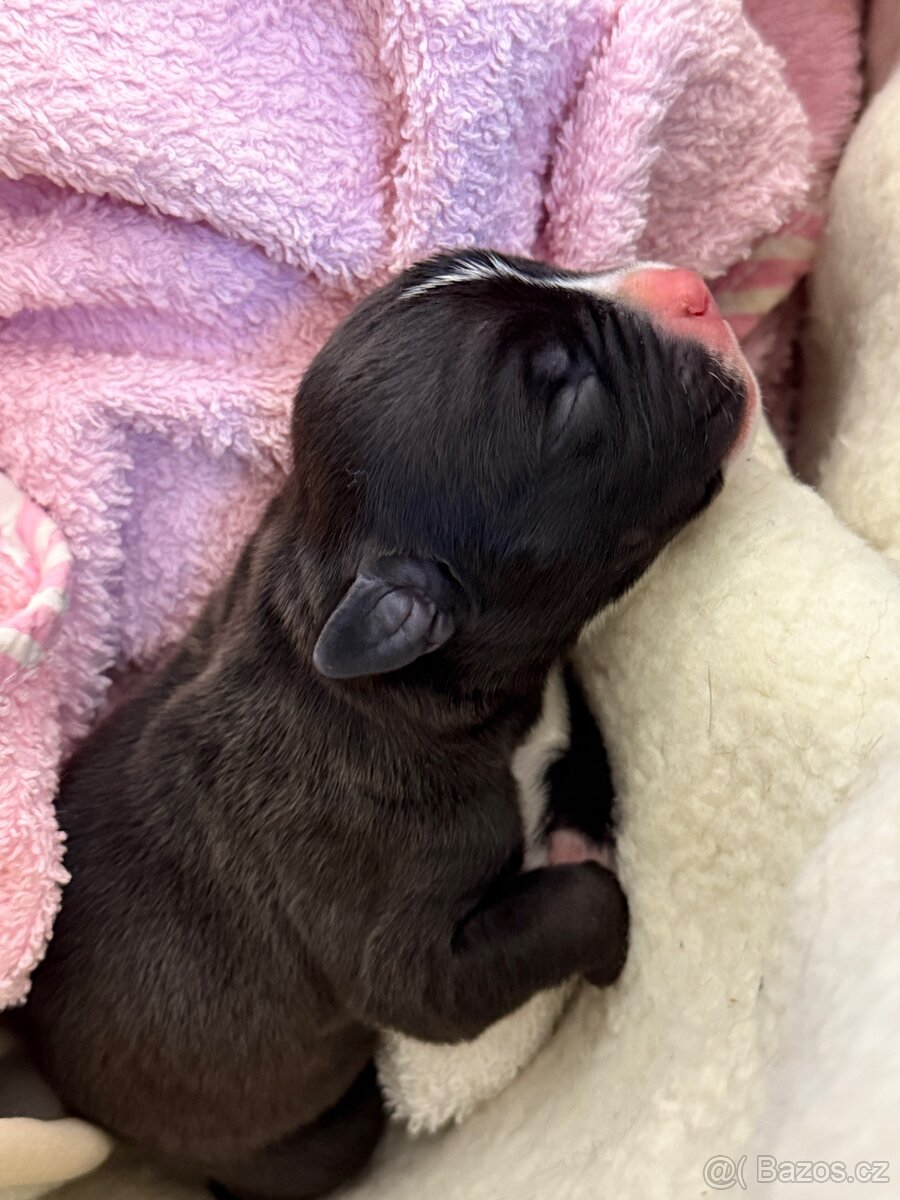 American Bully XL - 6