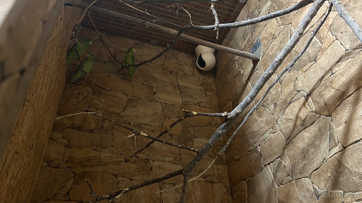 Papoušíček vrabčí a šedokřídlý. - 6