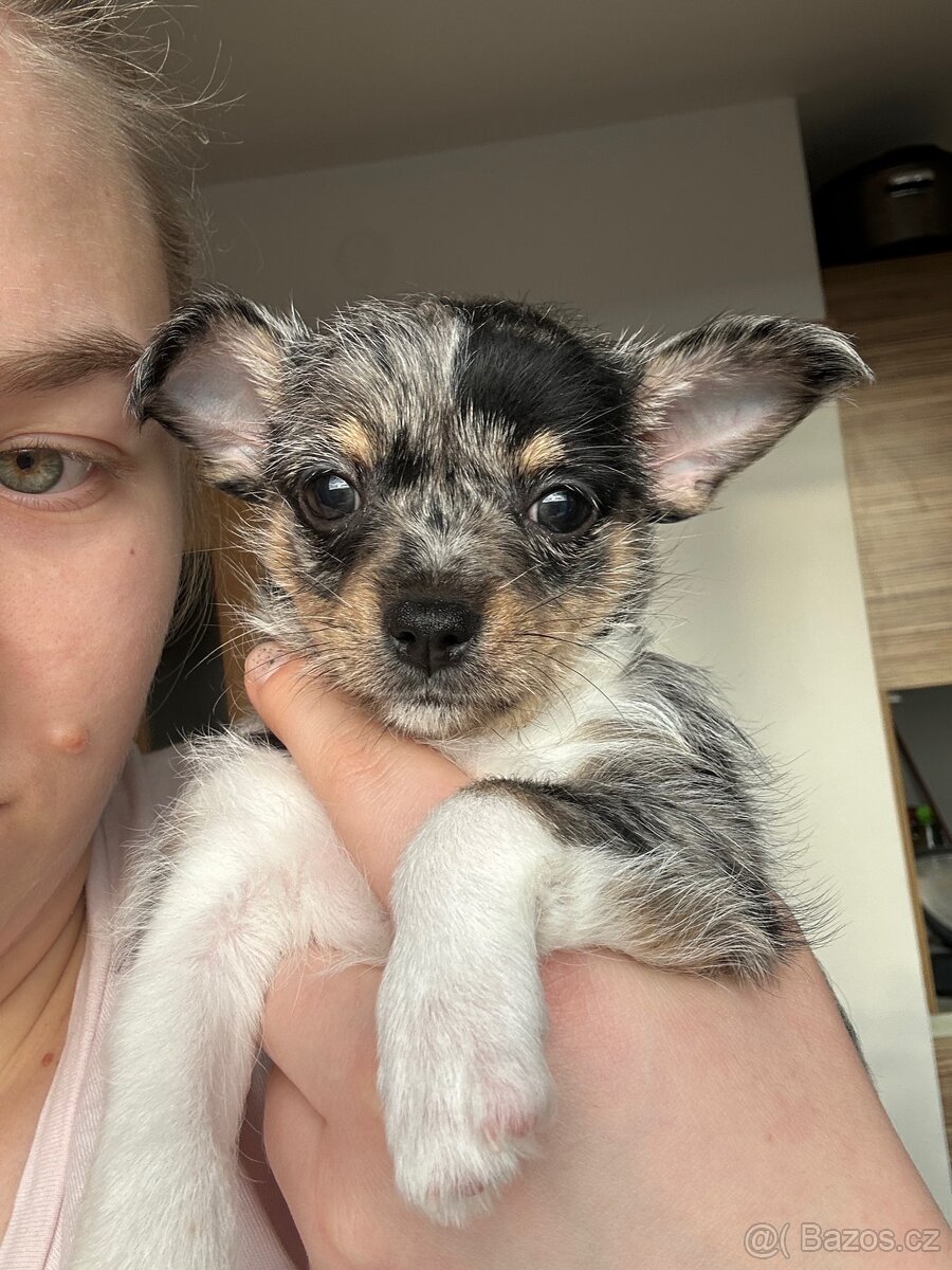 Hairless čivava - naháč - 6