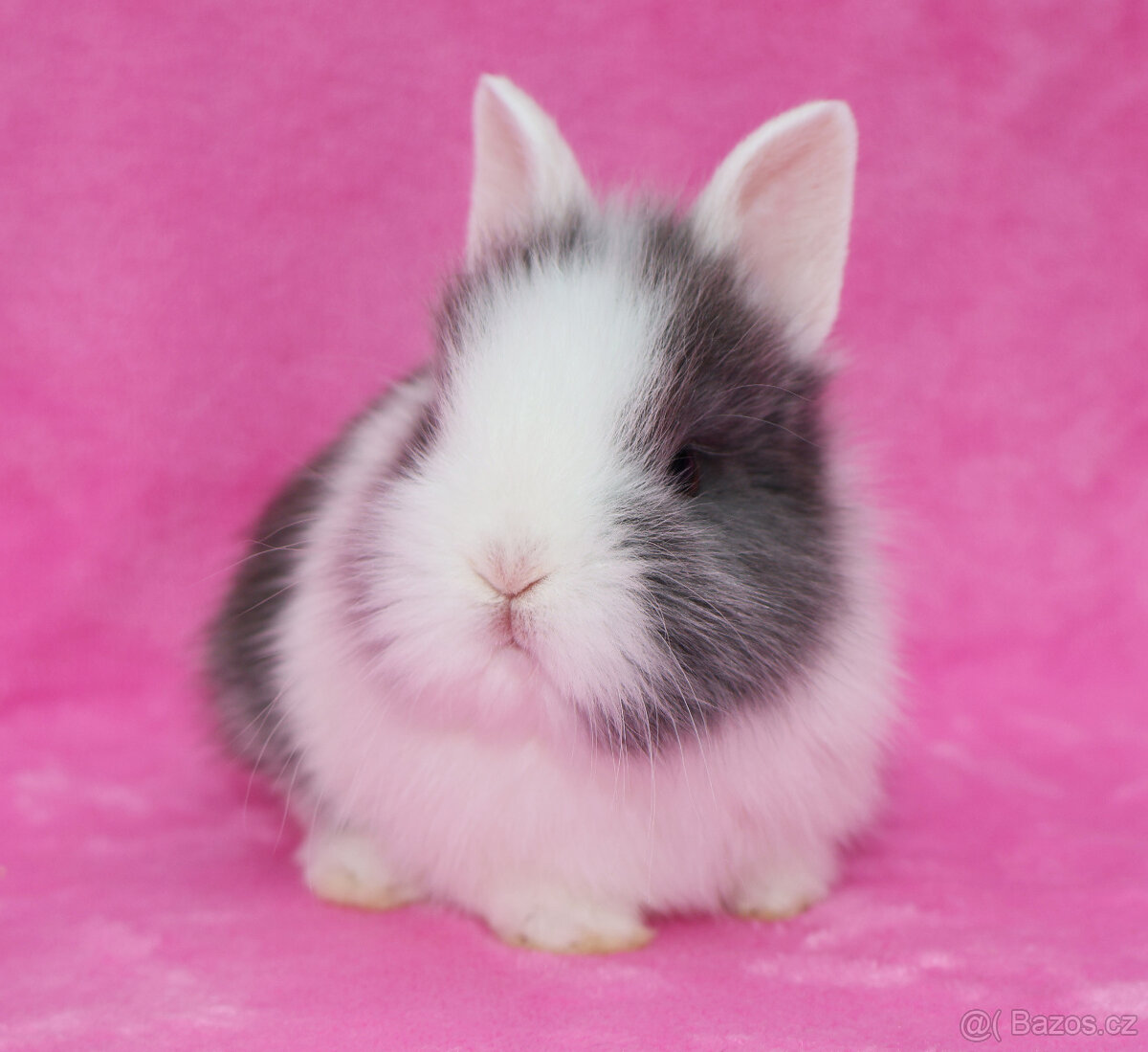 Zakrslý krátkouchý králíček WO sameček - 6