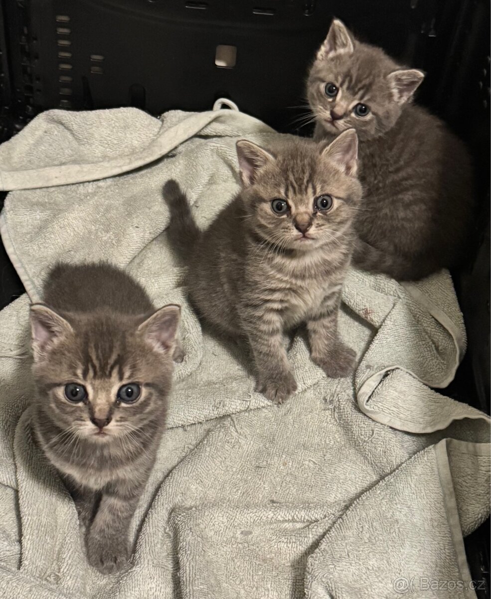 Na prodej 3 krásná koťátka – Britská modrá × Ragdoll - 6
