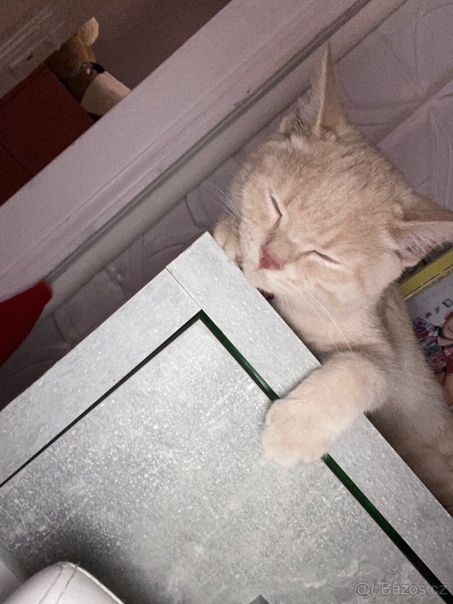 Křížená britská kočka - 6