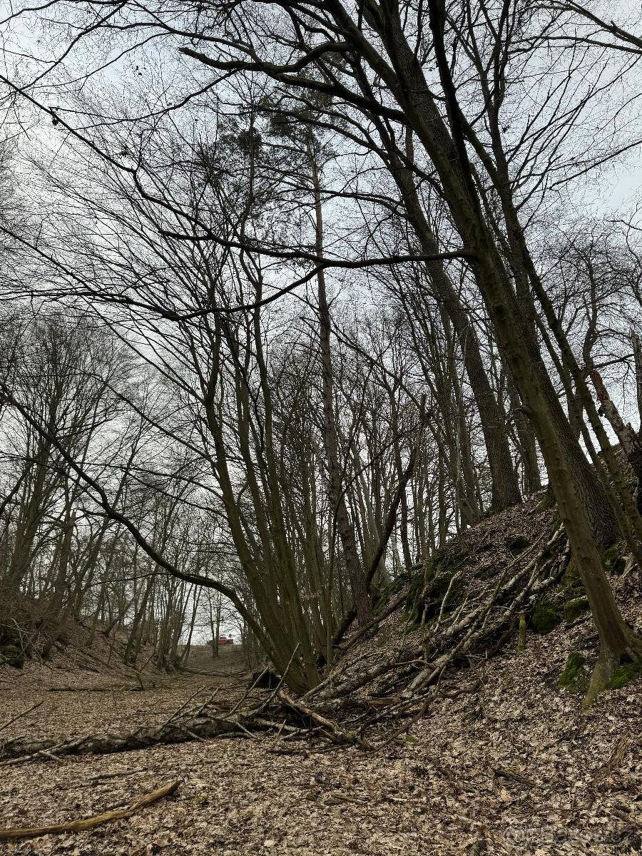 Prodám lesní pozemek v k.ú. Luka - 6