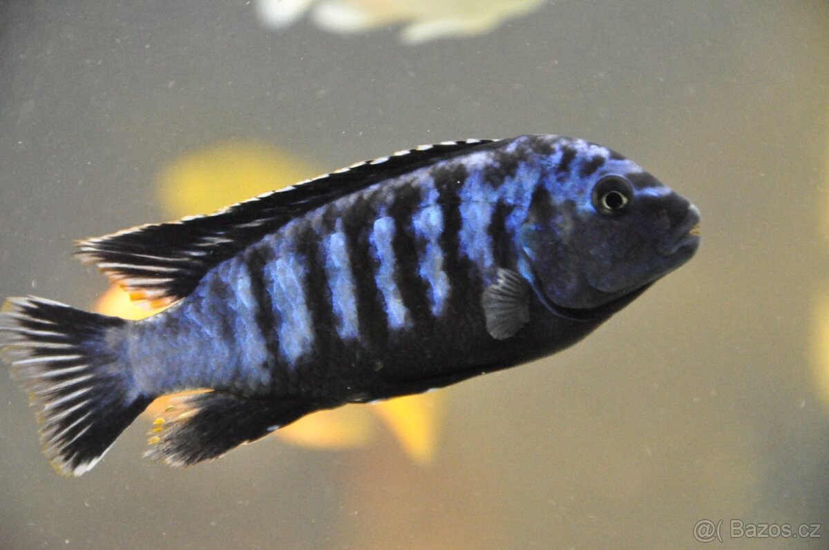 Tlamovci malawi + tanganika - 6