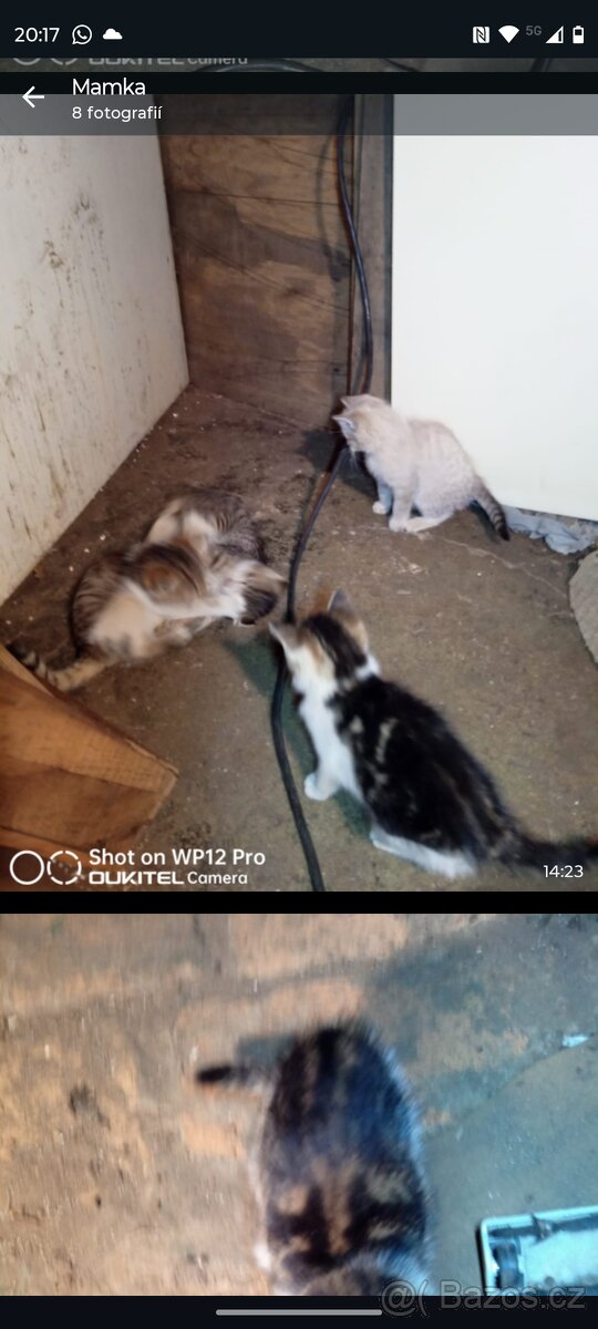 Darujeme koťátka - do dobrých rukou - 6