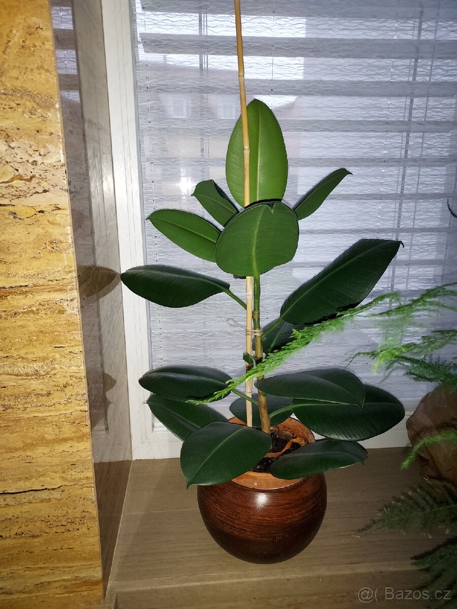 Mix pokojových rostlin
Cena dohodou, vyzvednutí Praha 8 - 6