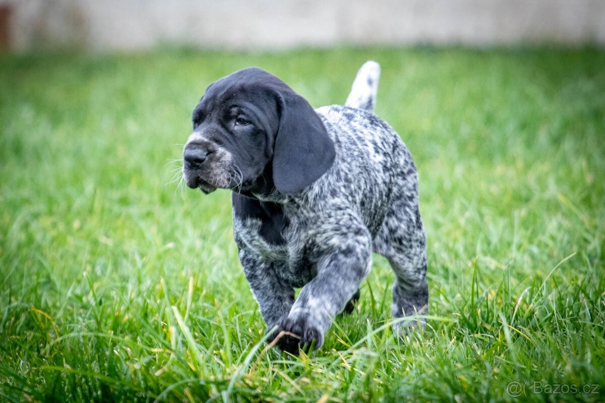 Štěňata - německý krátkosrstý ohař - 6