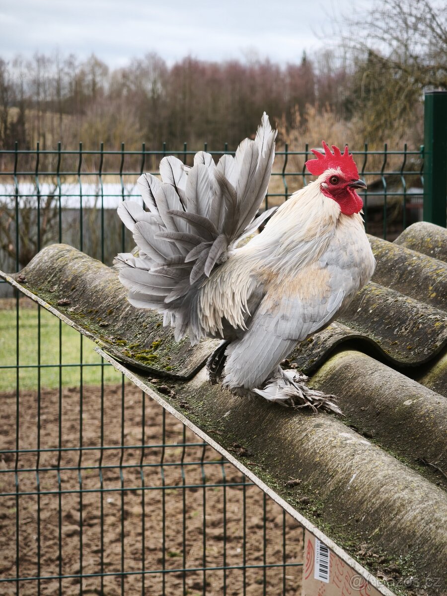 Zakrslí kohouti - 6