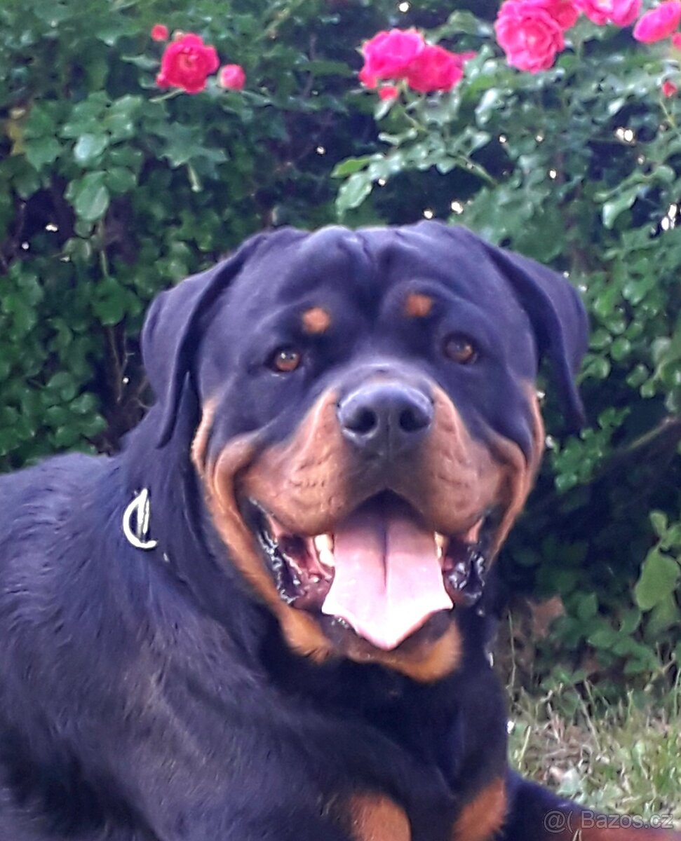 Rotweiler pes bez pp na kryti - 6