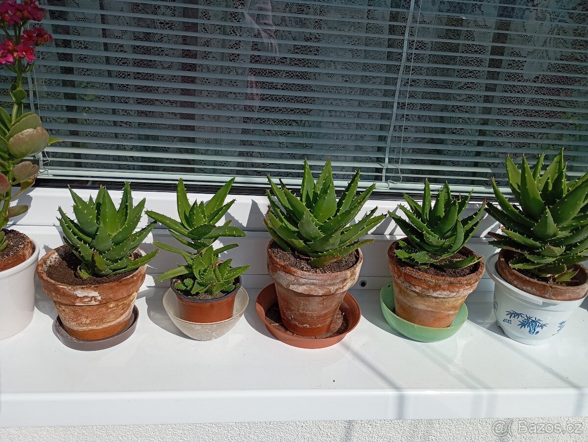 Aloe - 6