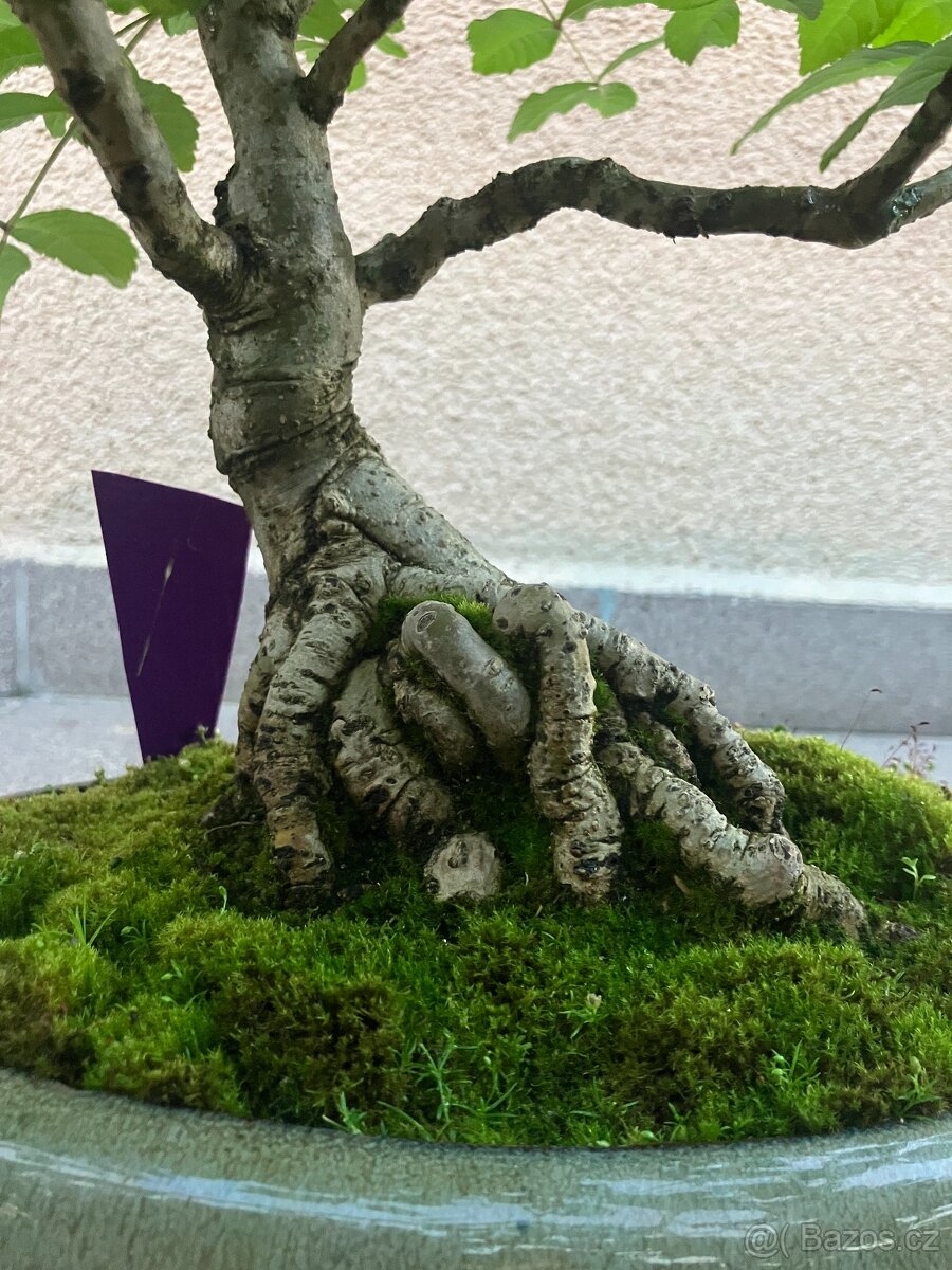Bonsai, Bonsaj, jasan ztepilý - 6